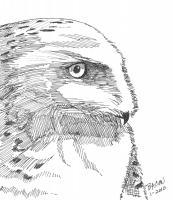 Wildlife Art - Immaturesnowy Owl - Marker