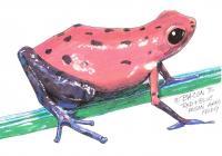 Wildlife Art - Red And Blue Poison Arrow Frog - Acrylicmarkerwhite-Out